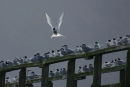 Common tern